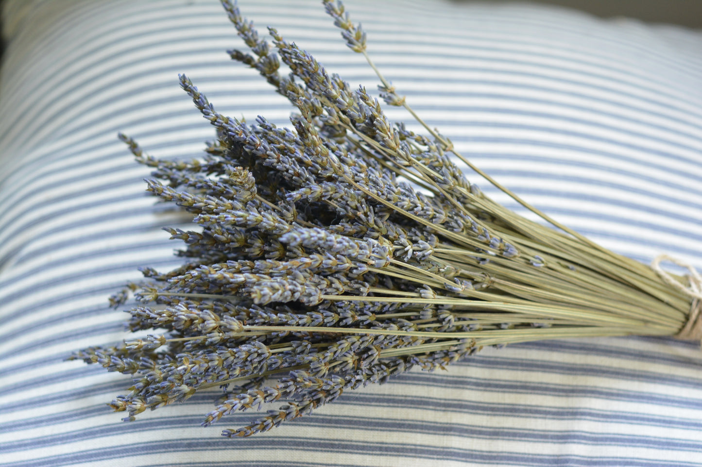 Dried French Lavender Bunches - Set of 3