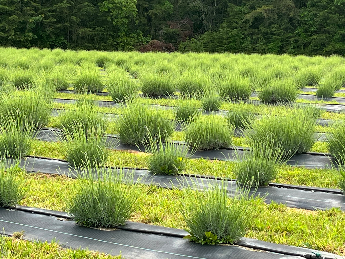 Dried French Lavender Bundle
