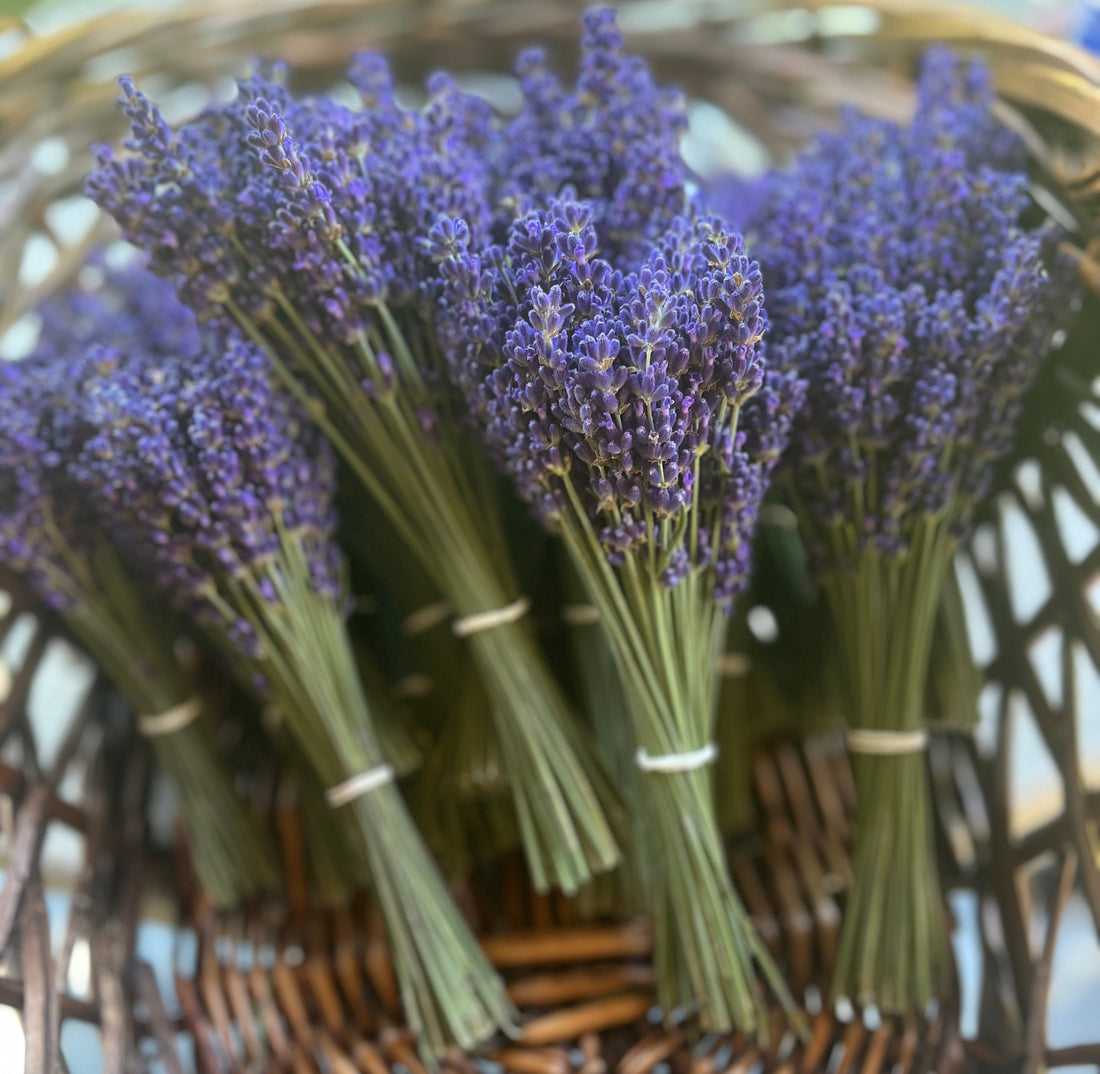 How to Grow Lavender