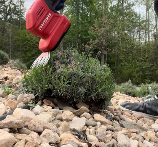 Pruning Lavender in Spring