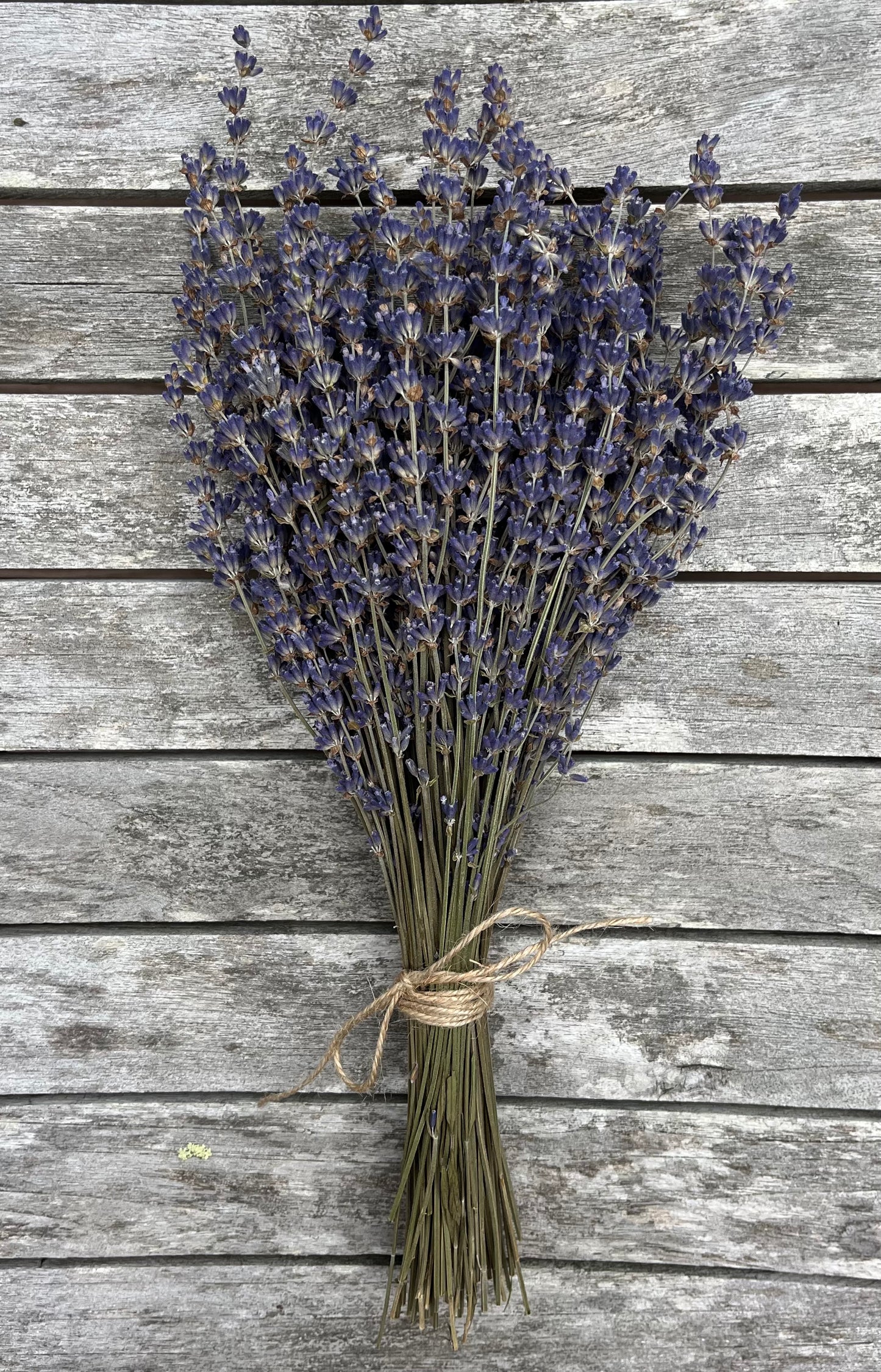 Dried Bouquet - Blue English Lavender