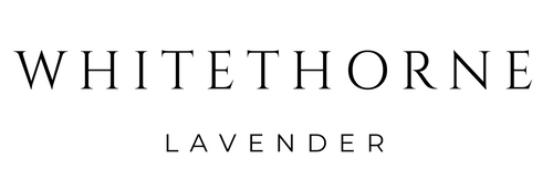 Whitethorne Lavender 