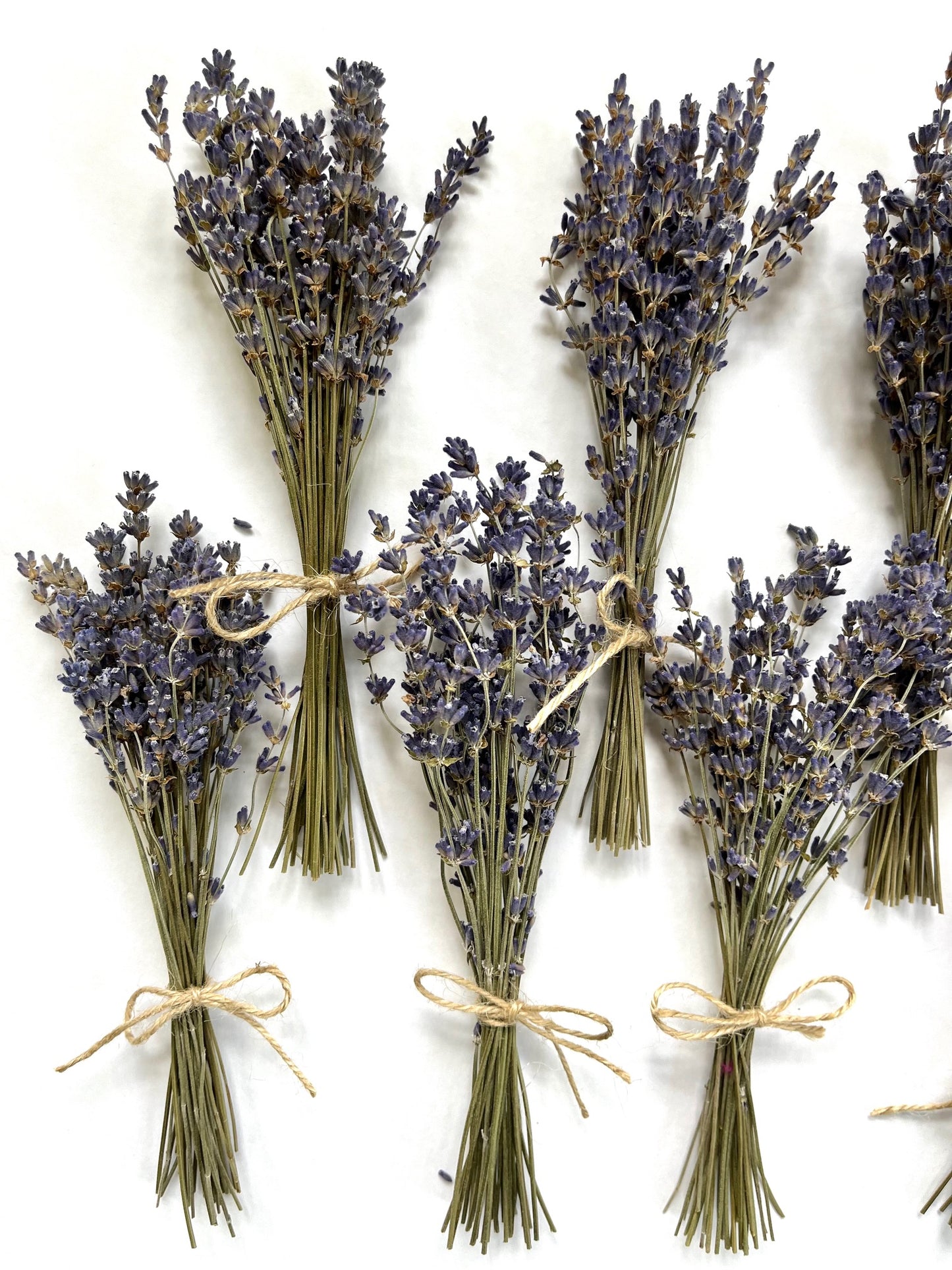 Dried Bouquet - Set of 12 Mini Blue English Lavender Bundles